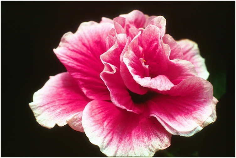 Hibiscus_7_05.jpg